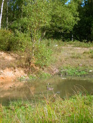 Sep 2013: 3B newt ponds